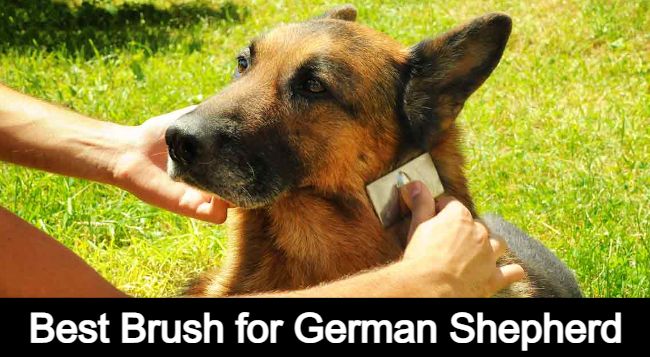 best brush for german shepherd