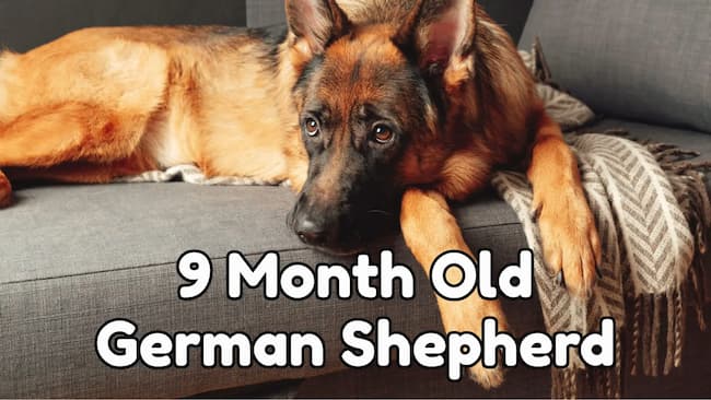 9 month old german shepherd
