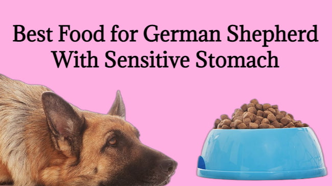 Best Food for German Shepherd With Sensitive Stomach