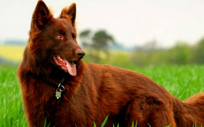  Liver german shepherd breed 