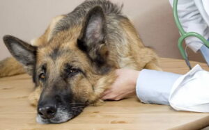 What is a Liver German Shepherd Disease