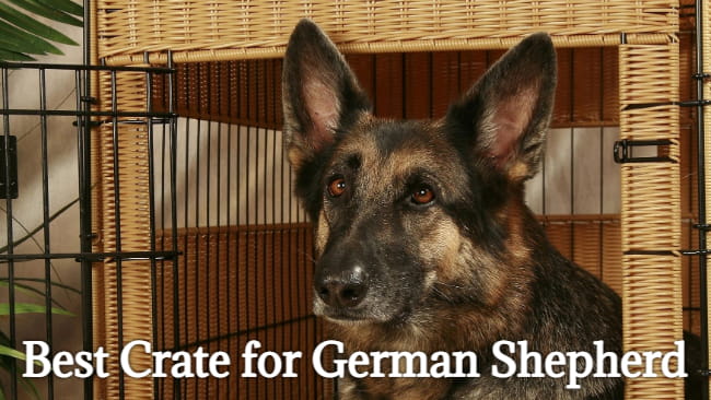 best crate for german shepherd