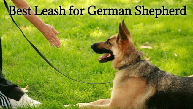 best leash for german shepherd