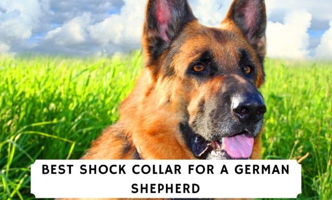 best shock collar for german shepherd