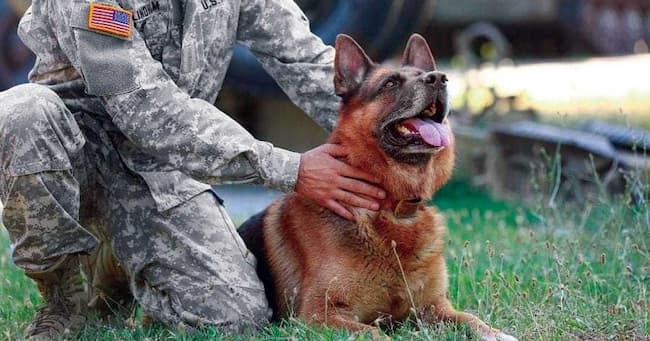  military dog names for german shepherds