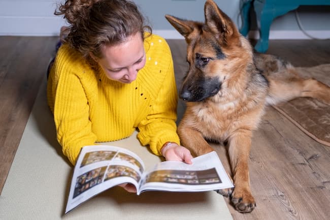 what is the iq of a german shepherd