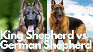 King Shepherd vs German Shepherd