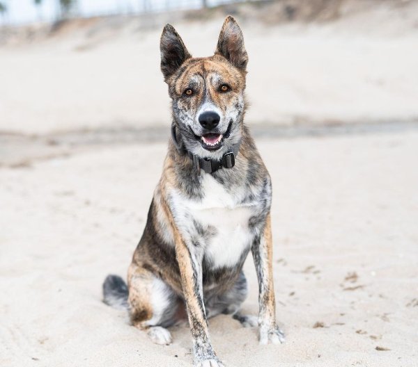 catahoula shepherd mix size