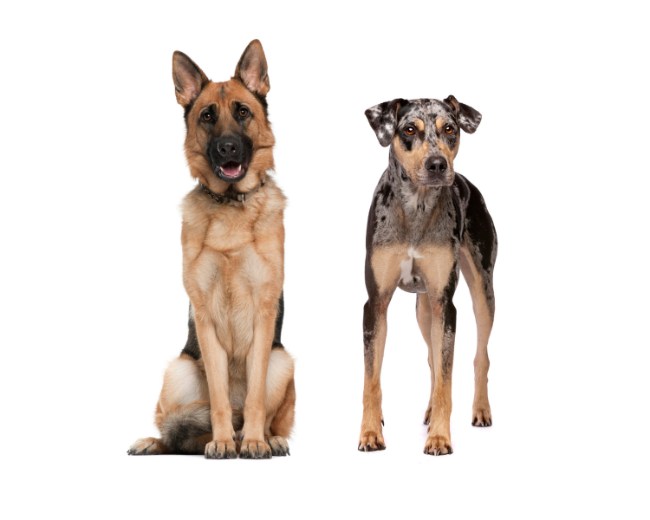 german shepherd catahoula mix 