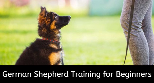 german shepherd training for beginners