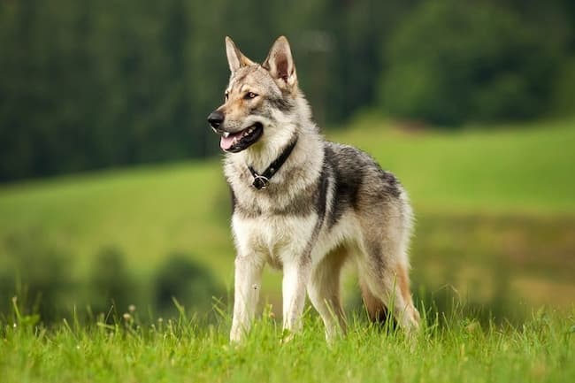 german shepherd wolf mix size