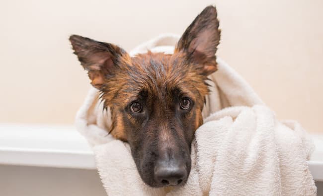  how to help my german shepherd from itching