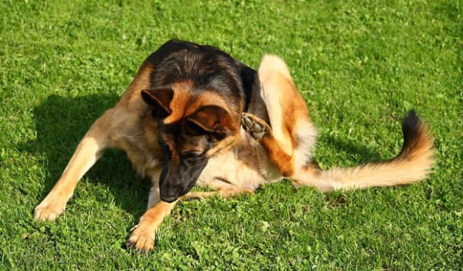 how to help my german shepherd from itching