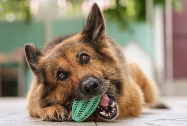  how to keep a german shepherd entertained and busy 