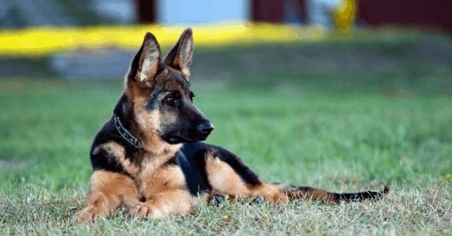 how to train a german shepherd to protect you