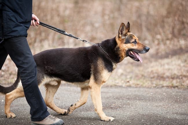 how to train my german shepherd like a police dog