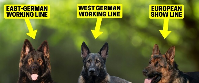 what are the 5 types of german shepherds