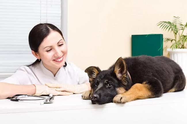 6 month old german shepherd weight