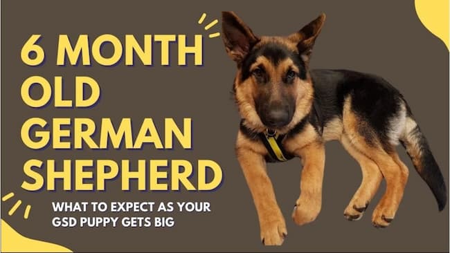 6 month old german shepherd