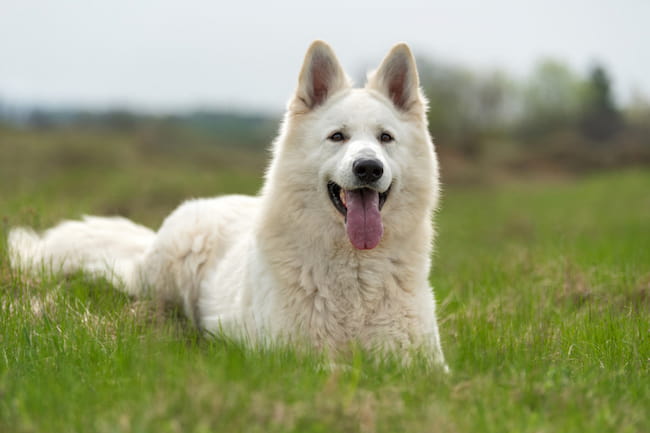 albino german shepherd