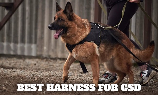 best harness for german shepherd