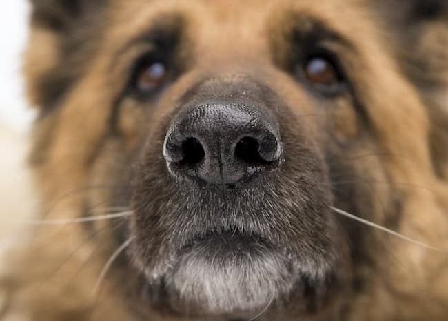  facts about german shepherd