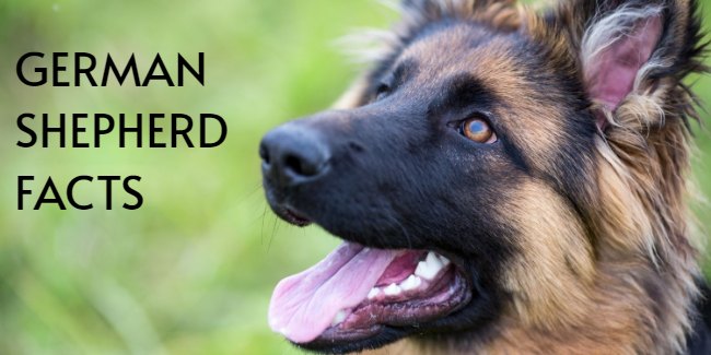 german shepherd facts