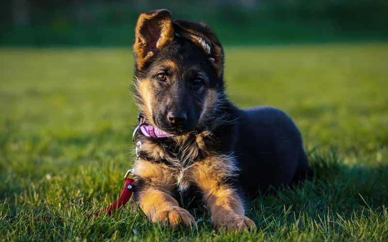 german shepherd puppy ears crossed