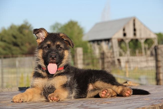 german shepherd floppy ears 9 months