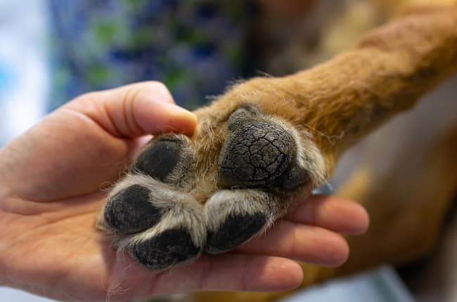 german shepherd puppy paws 