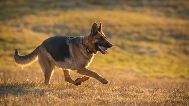 how fast is a german shepherd