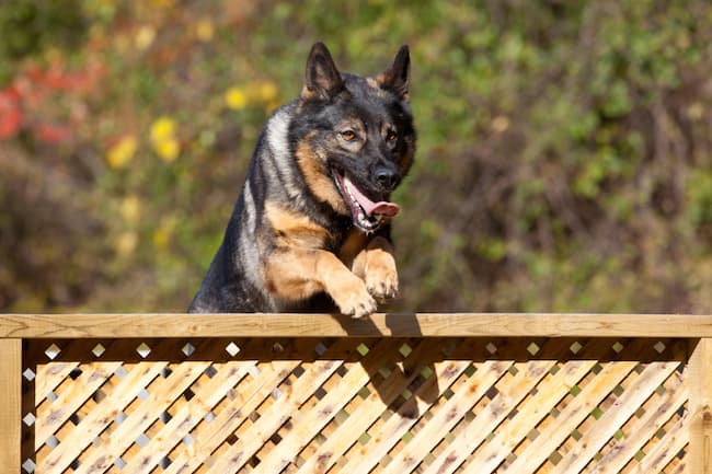 how to stop german shepherd from jumping fence