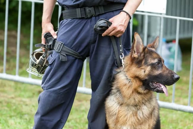 police german shepherd names male 