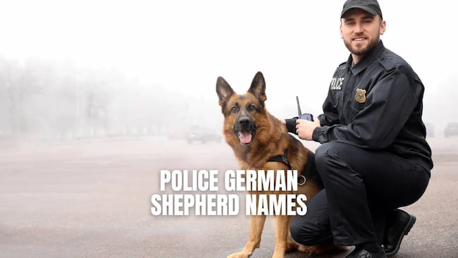 police german shepherd names