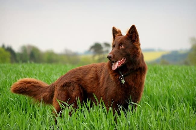  red german shepherd puppy 