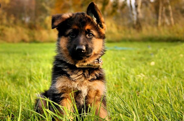 stages of german shepherd ears