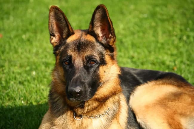  male german shepherd names list 