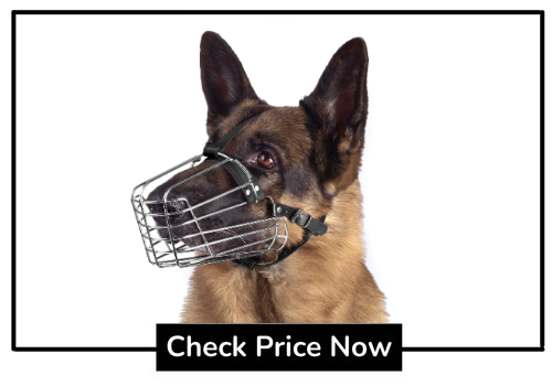 working dog german shepherd muzzle