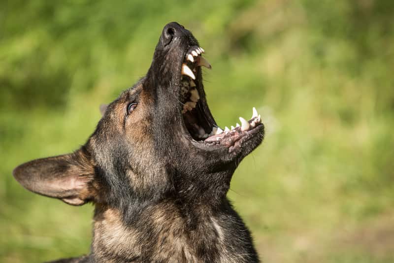 how to get german shepherd to stop barking