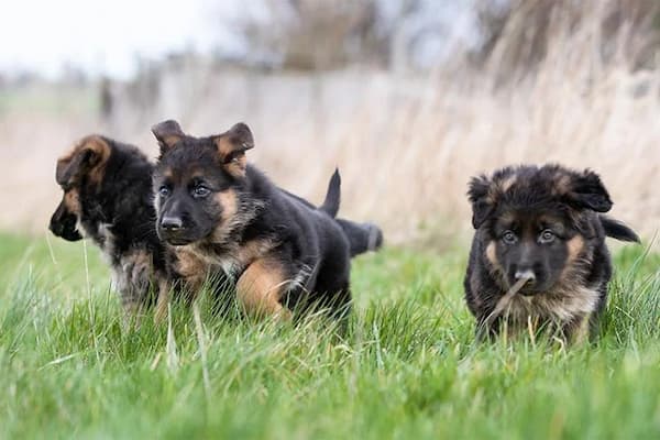  1 month old german shepherd puppies 