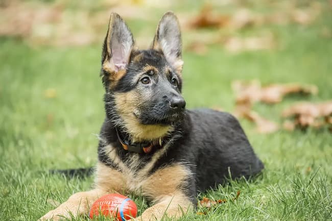 3 month old german shepherd puppy