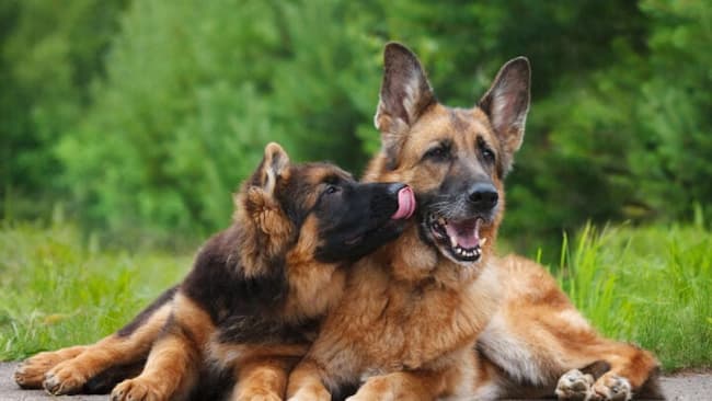 facts about purebred german shepherd