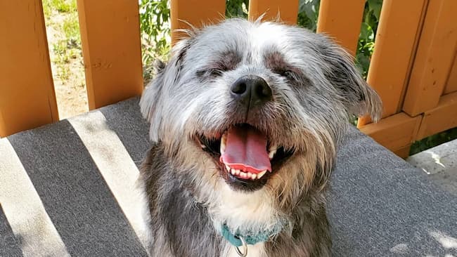 Shih Tzu Pitbull Mix Puppies