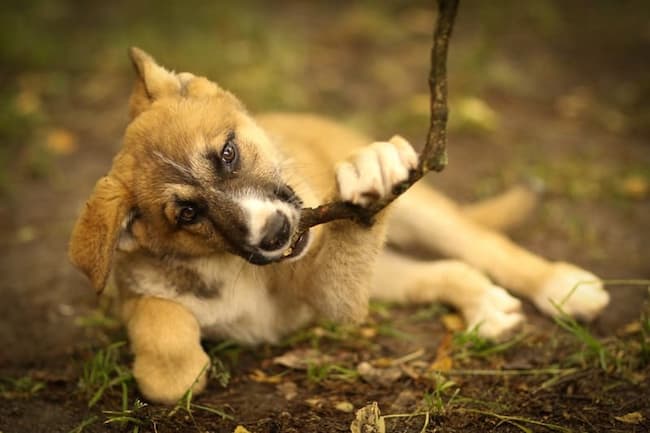 akita german shepherd mix characteristics