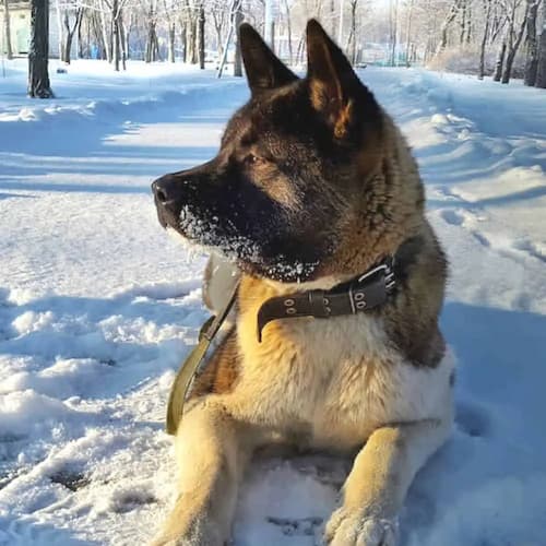 akita german shepherd mix puppy