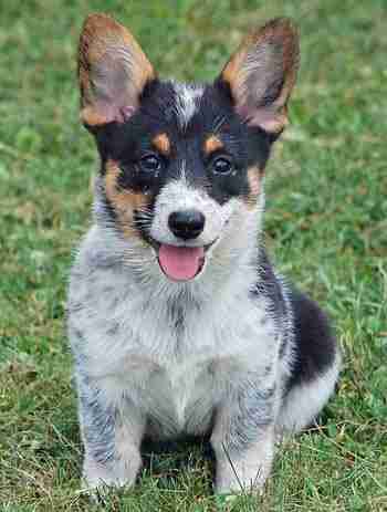 blue heeler german shepherd puppy