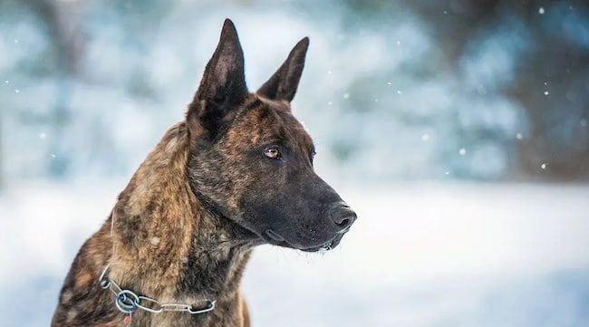 brindle german shepherd