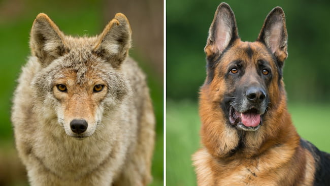 coyote german shepherd mix