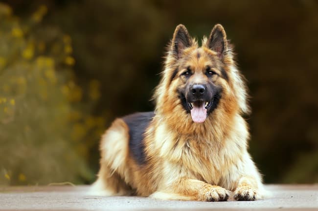 dog that looks like a german shepherd but bigger