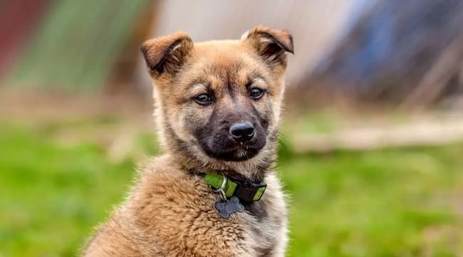 german shepherd boxer mix puppy black